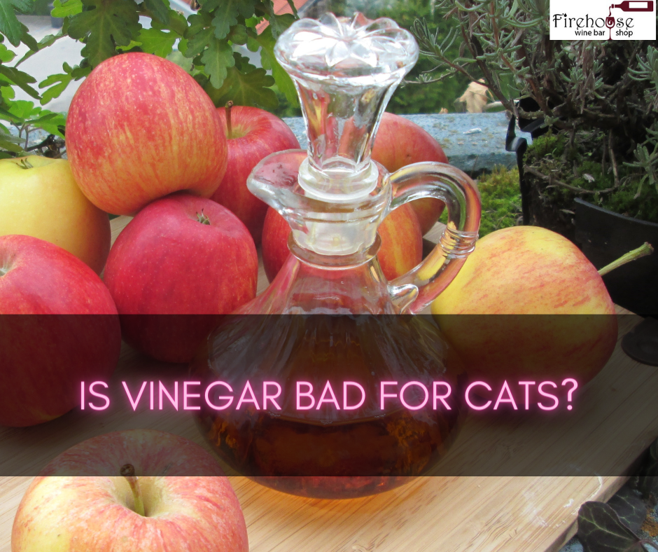 Is Vinegar Bad for Cats?