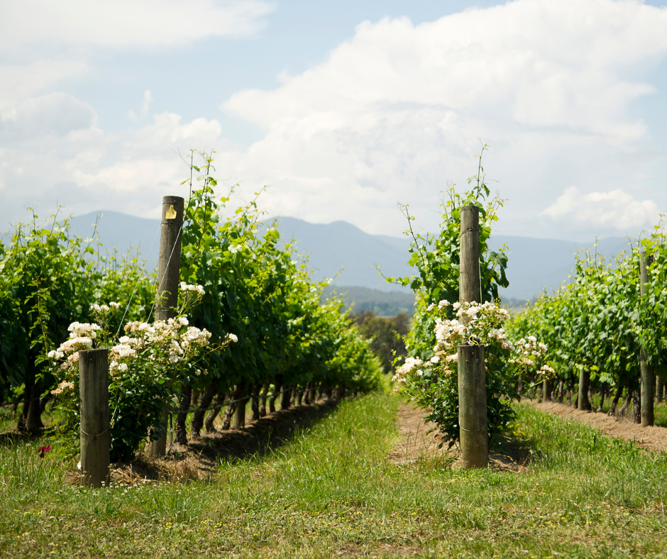 Hook or Crook Winery: Unique Flavors Explored